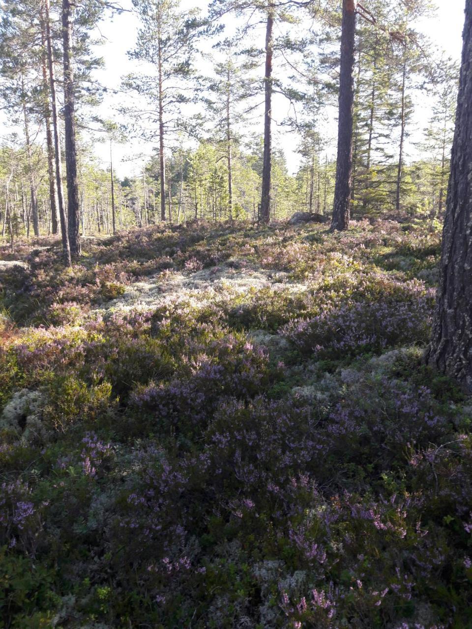 Hyttingsfabodstugor Borlänge Exteriér fotografie